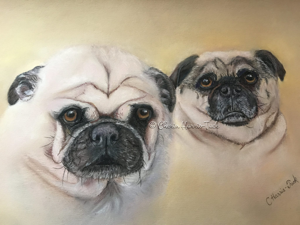 pugs, pastel, portrait