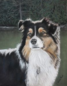 Australian Shepherd