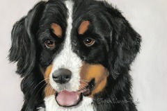 Bernese Mountain Puppy, Pastel