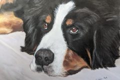 Bernese Mountain Dog, Pastel