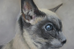 Siamese Cat, Pastel