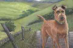 Irish Terrier