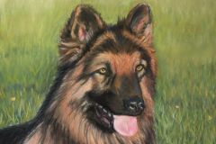 Long-haired German Shepherd, Pastel