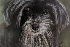 Rescue Dog, Pastel