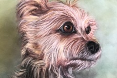 Yorky, Early Pastel on Velour