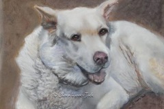 Alaskan Malamute Mix, Pastel on Velour