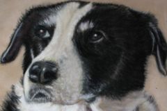 Border Collie, Pastel