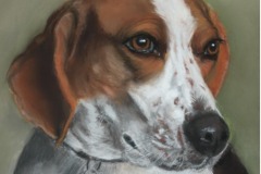 Beagle in Pastel