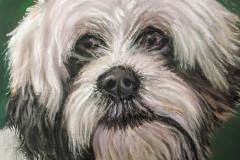 Maltese, Pastel