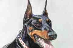 Doberman Pinscher