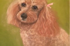 Apricot Poodle, early Pastel