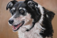 Border Collie Mix, Pastel on Velour