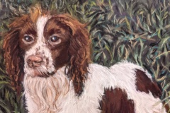 Spaniel, Pastel