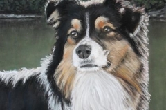 Australian Shepherd, Pastel