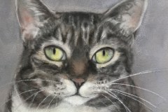 Tabby Cat, Pastel