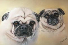 Two Pugs in Pastel
