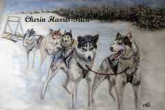 Sled Dogs Waiting