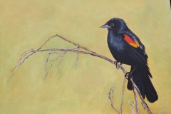 Red-winged blackbird, Acrylic