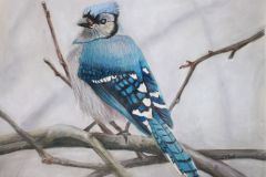 Blue-Jay