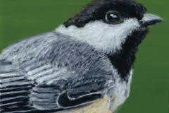 Chickadee, Acrylic