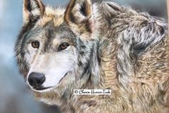 Wolf in Pastel