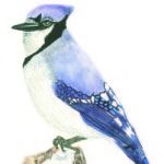 Blue Jay