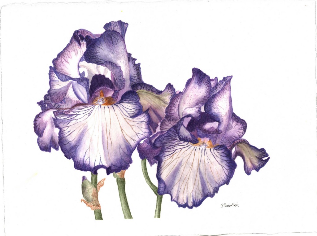 Iris