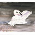 bird, swan, trumpeter, lake, take-off