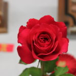 red, rose, floribunda, single