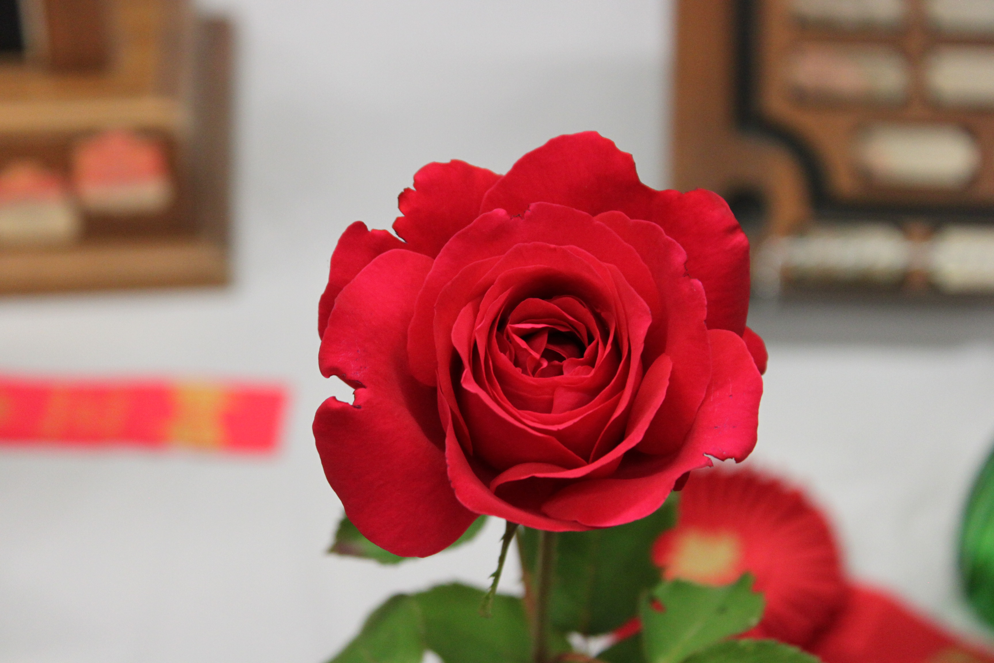Rose Picture to Transfer