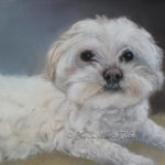 shitz tsu, dog, pastel, portrait, painting, commission, gift, commemorative