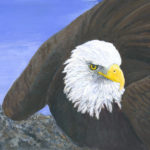 eagle in flight, eagle looking for a mouse, copyright by Cherin Harris-Tuck