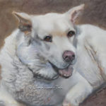 malamute, dog, pastel, portrait, lesson, velour, commission, painting, commemorative