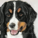 Bernese Mountain Dog, pastel, portrait