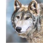 animal, pastel, portrait, wolf