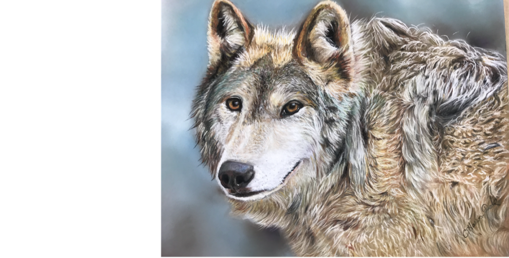 Wolf shedding spring coat