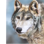 wolf, springtime, shedding