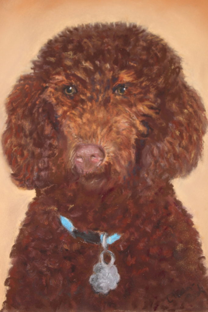 Chocolate Poodle