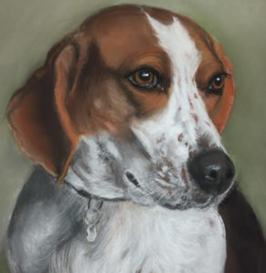 beagle, pastel portrait