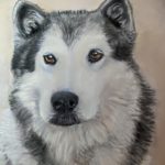 husky portrait