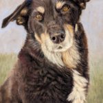 Dog portrait in pastel.